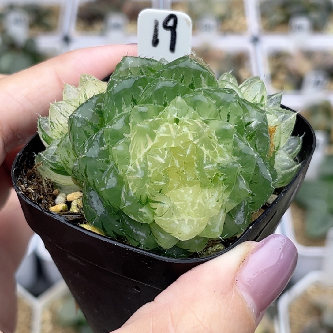 19群生翠云锦福利专场