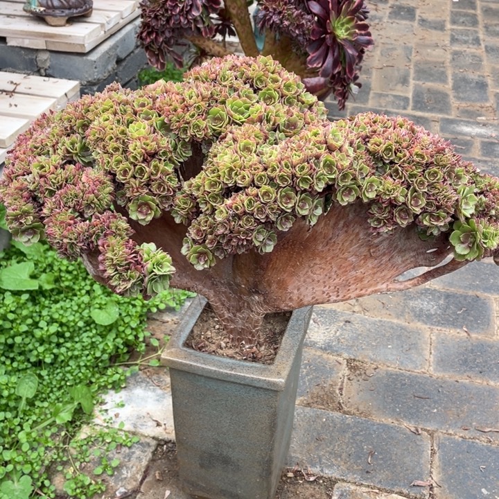 法师老桩缀化万圣节