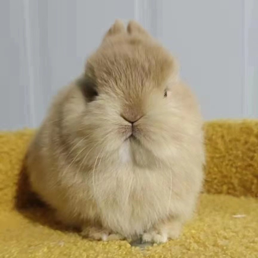 进口美系血统侏儒兔迷你垂耳兔小体型宠物兔子活体一物一拍小型