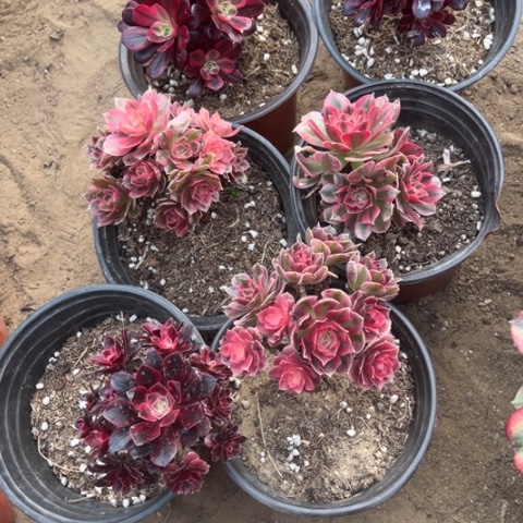 863多肉植物组合