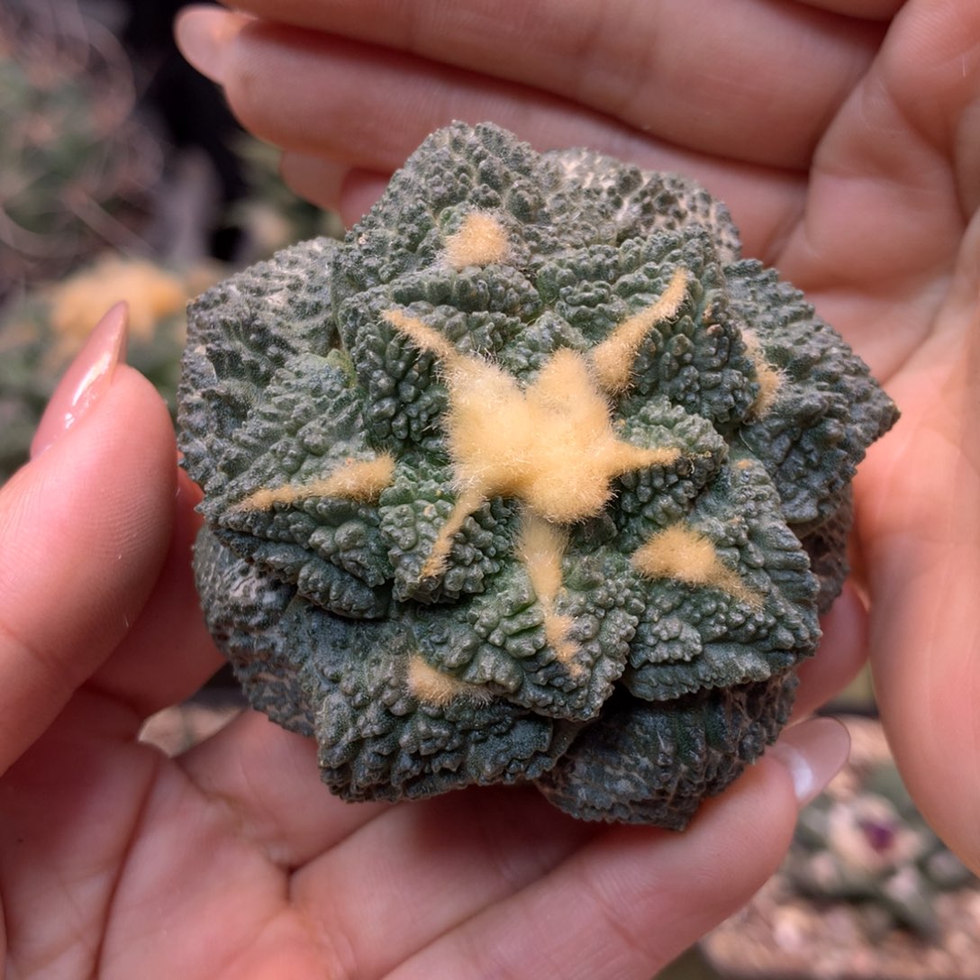      25号 自根出根 龟甲6.2公分