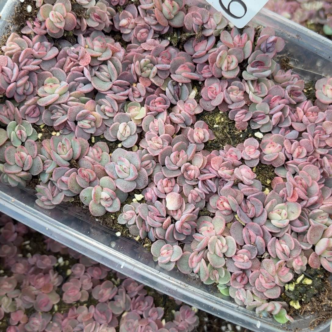 用***9多肉植物多肉植物670