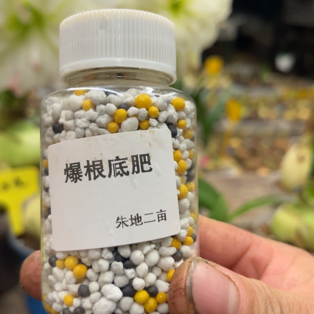 白***大朱顶红肥料三瓶发货