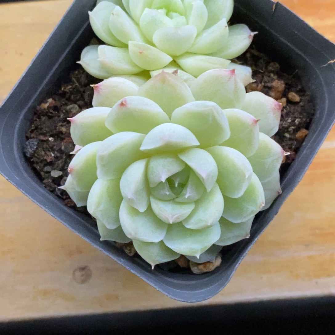 科***号精品多肉一物一拍不包整122