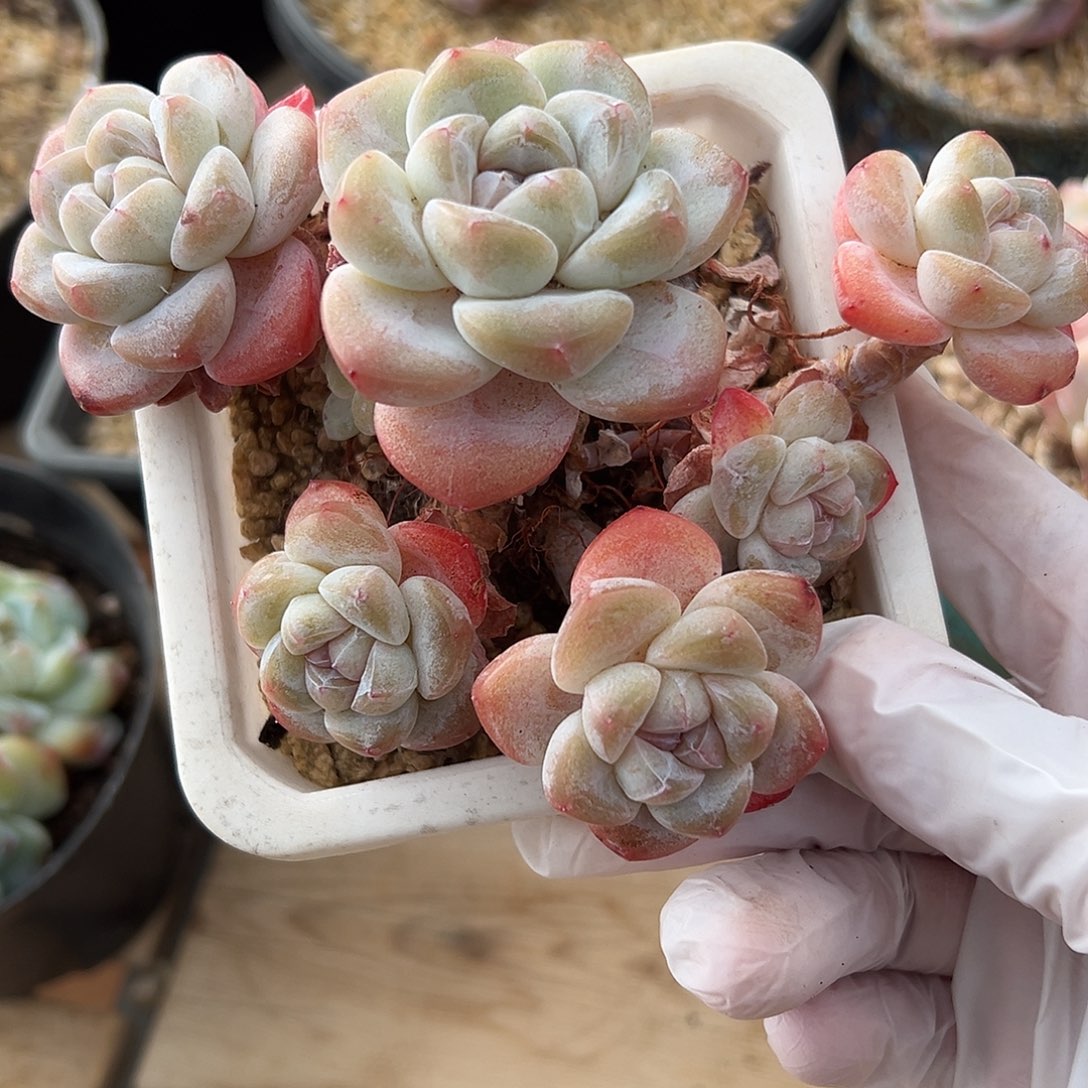 6头粗腿老桩冰玉哈哈