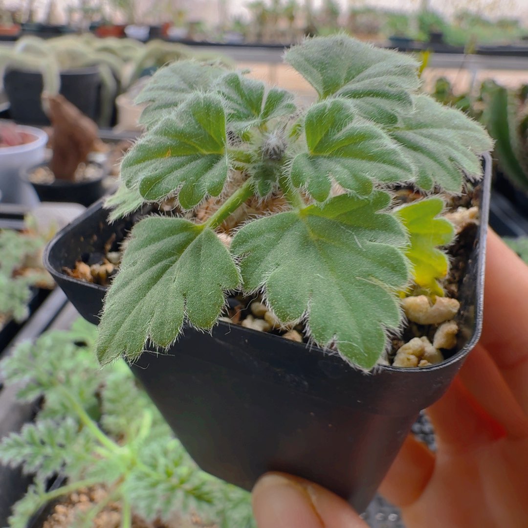 文纳森洋葵带盆发货