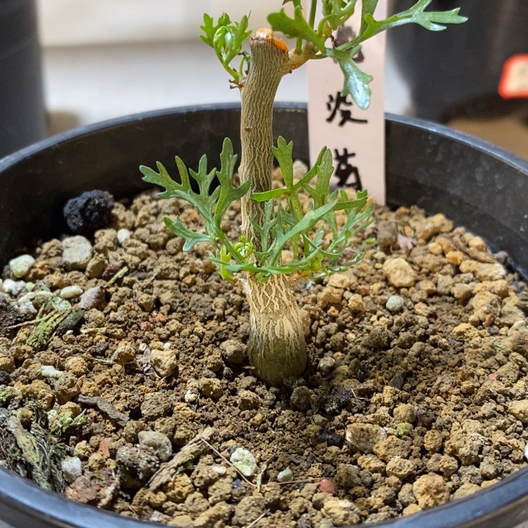 【12骑士】鹿角没药实生带盆