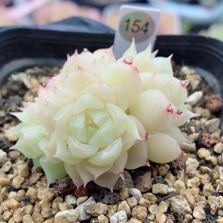 麦秆尺寸偏小58包邮  群生不包整154