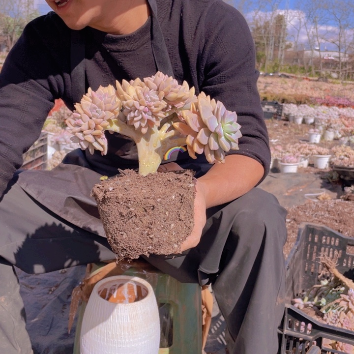 199淡雪缀化一物一拍