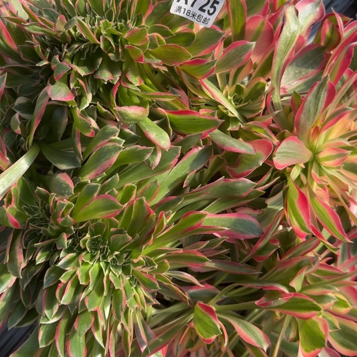 多肉法师花样年华