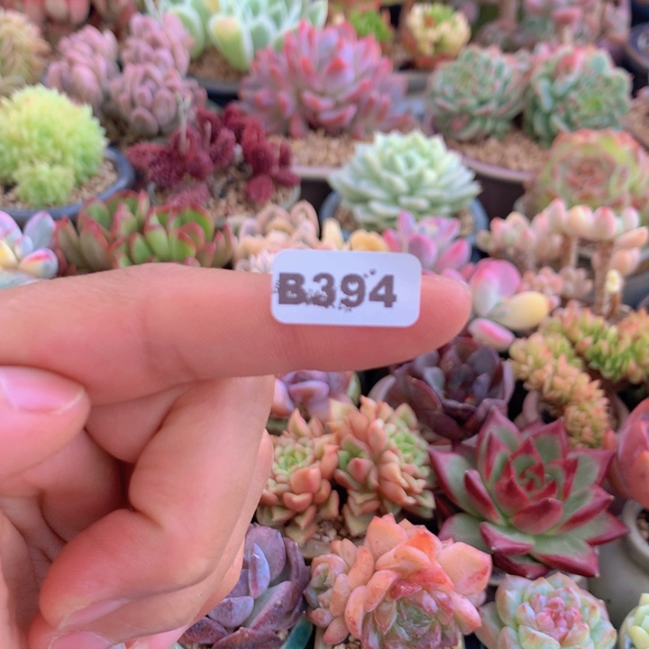 用***7一物一拍含盆土满38包邮B394/50颗