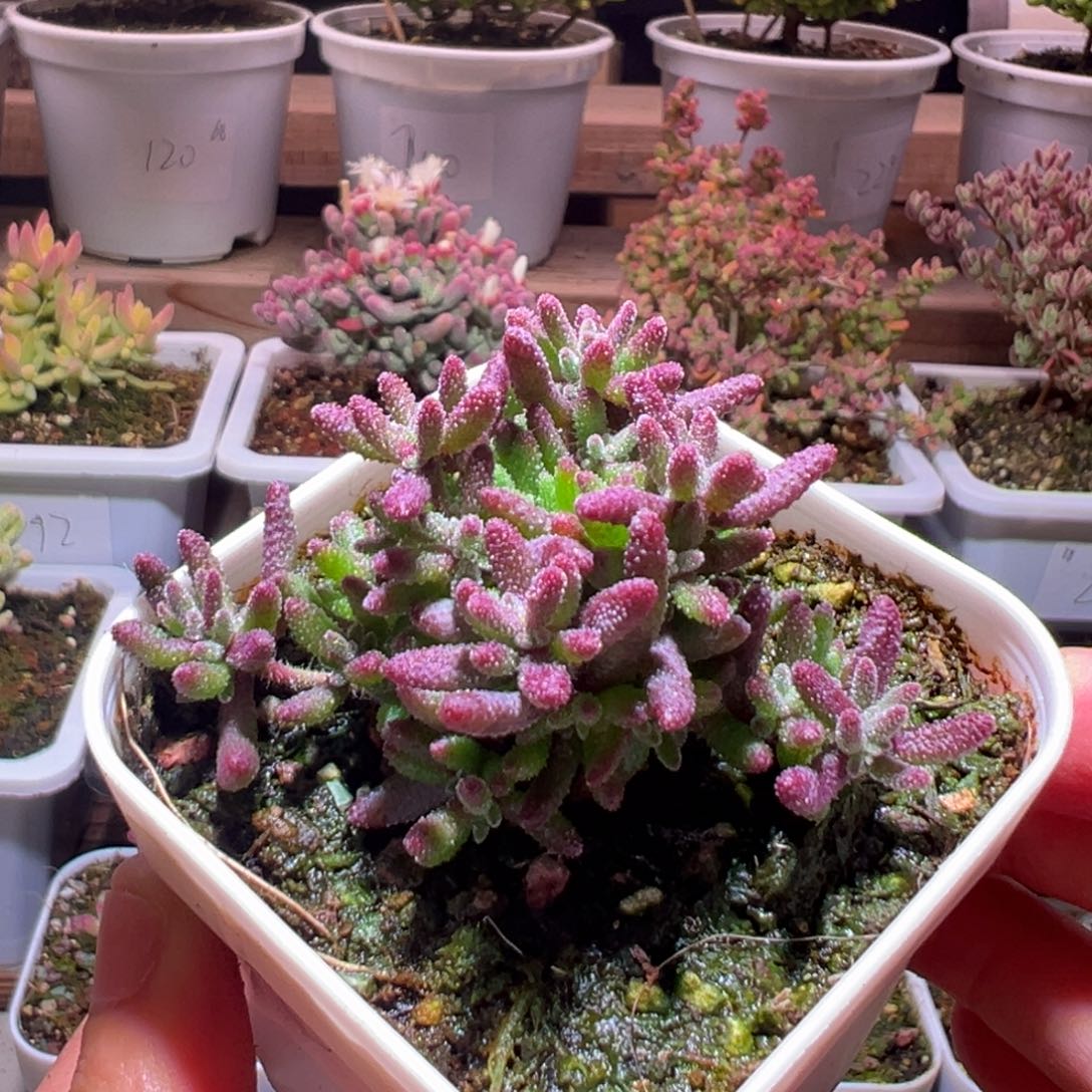 825红麒麟一物一拍包开箱