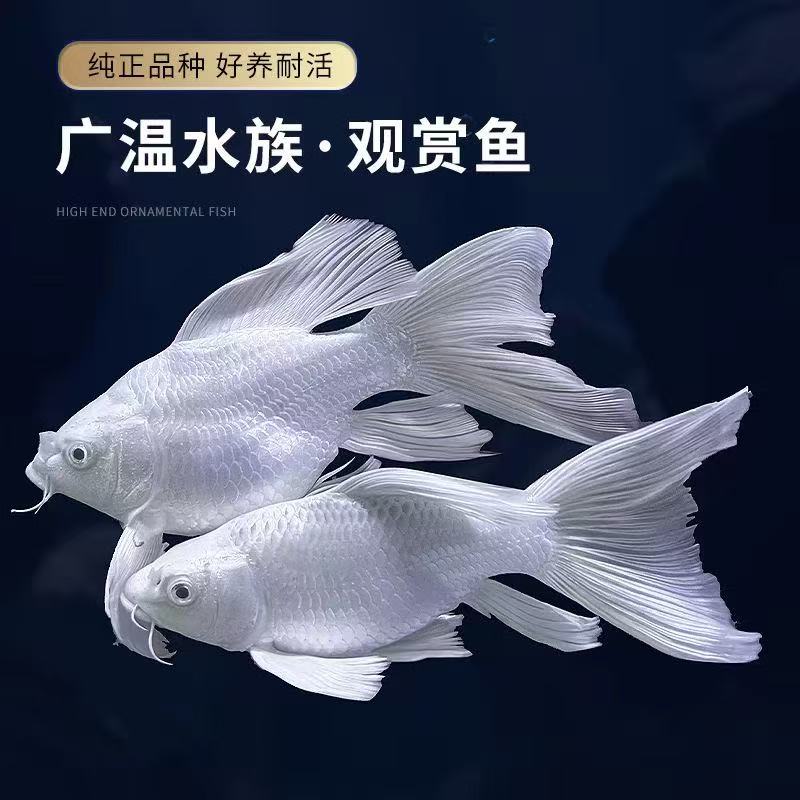纯种白短球石膏白蝴蝶鲤观赏鱼大鳍长尾短身冷水鱼好养飘逸