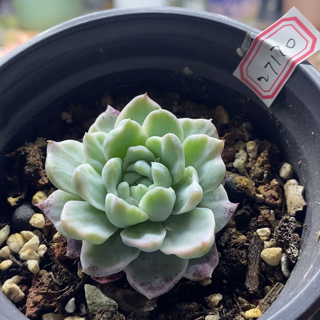 27170 天鹅绒雪花锦