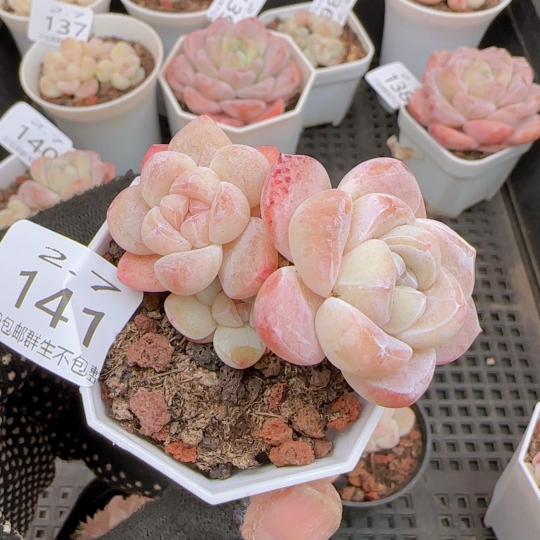 三头飘枝冰玉一颗