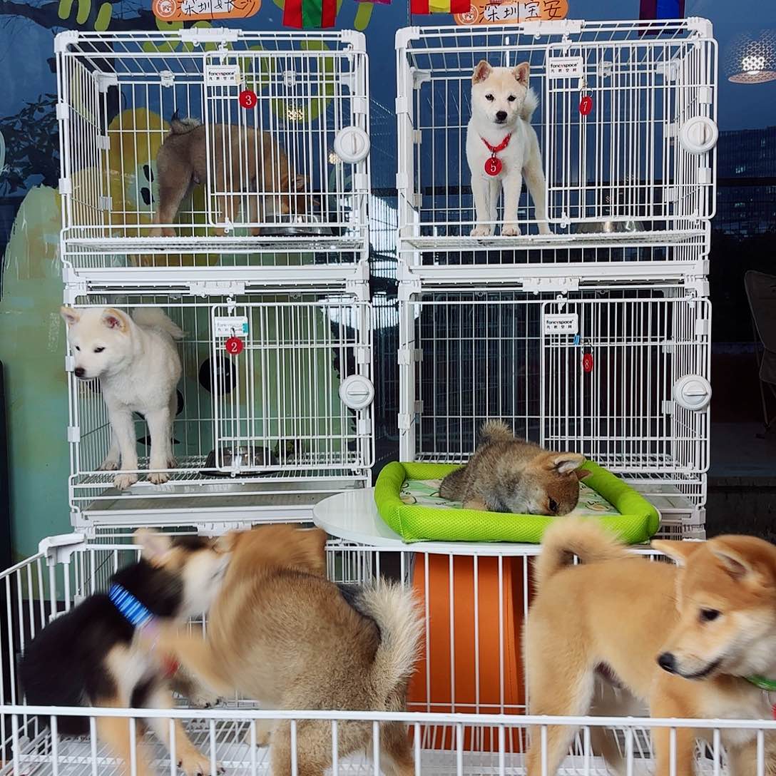 双血统纯种日本柴犬赤色小体