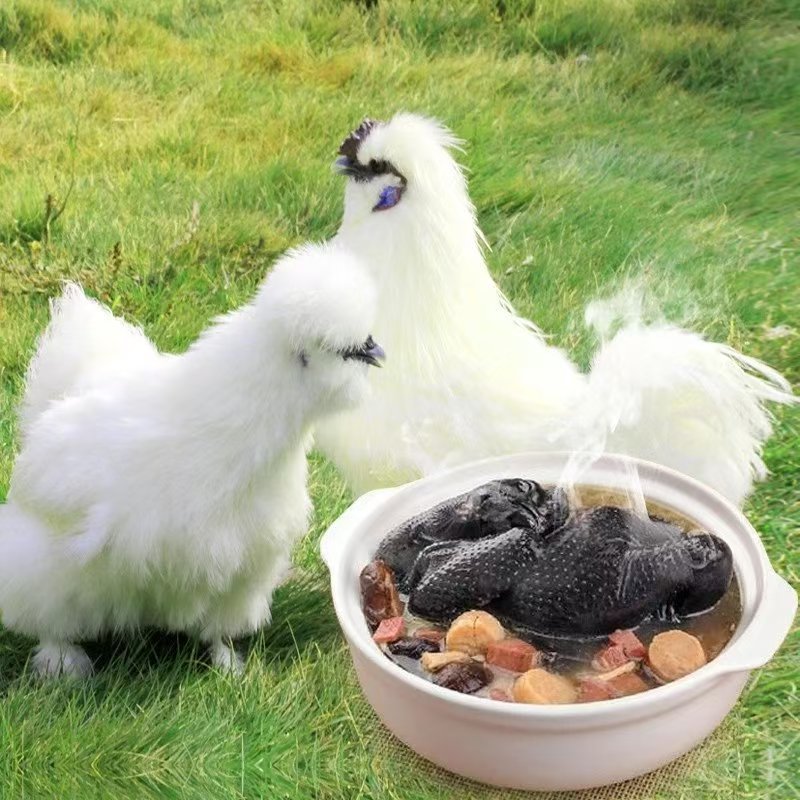 【10只装】泰和白凤乌鸡整鸡生鲜发货肉质鲜美多汁美味