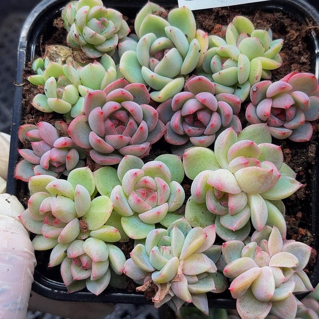 多肉植物多肉植物539