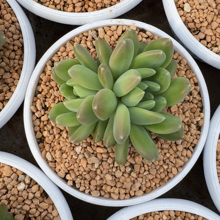 冰河世纪 双头 一物一拍