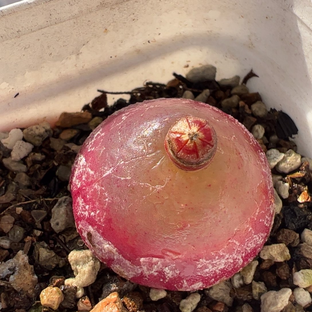 452多肉植物百科