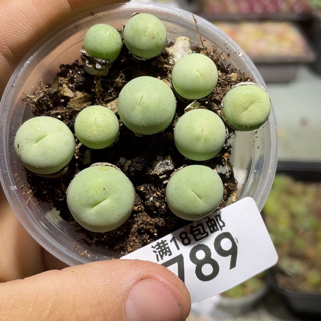 789当天凑满十八元包邮生石花