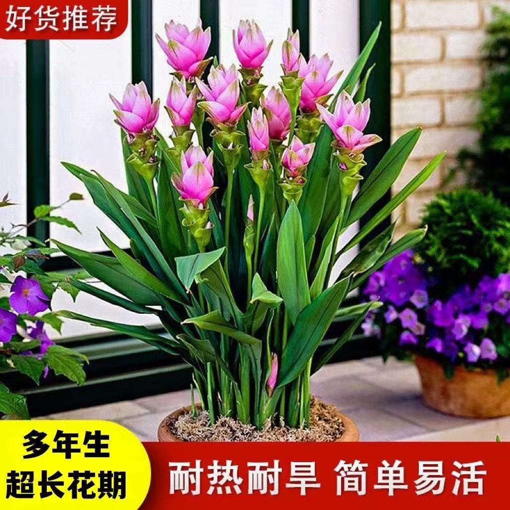 姜荷花种球生姜花盆栽花卉多年生四季耐热耐旱球根庭院阳台好养花