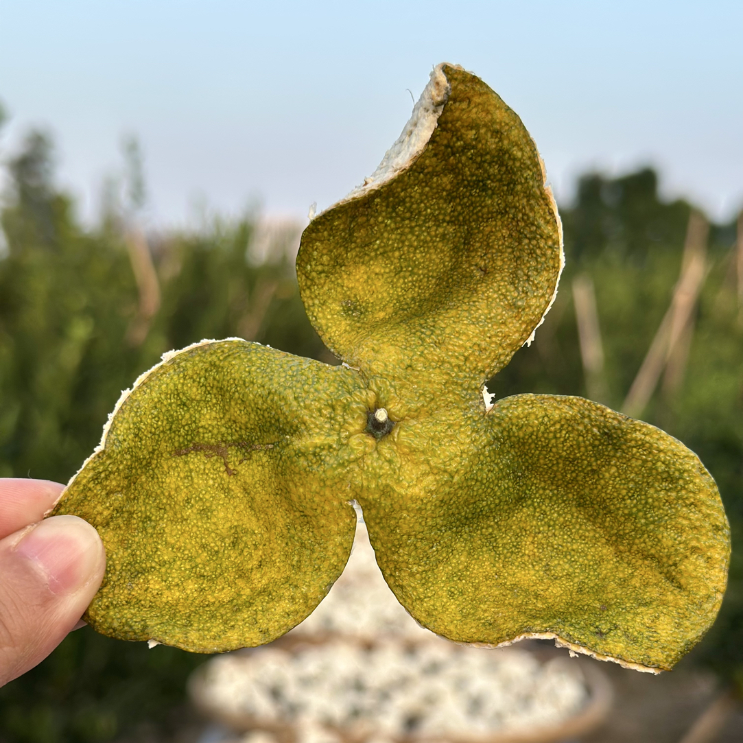 【圈枝二红皮】天然生晒2025年新会茶坑二红皮