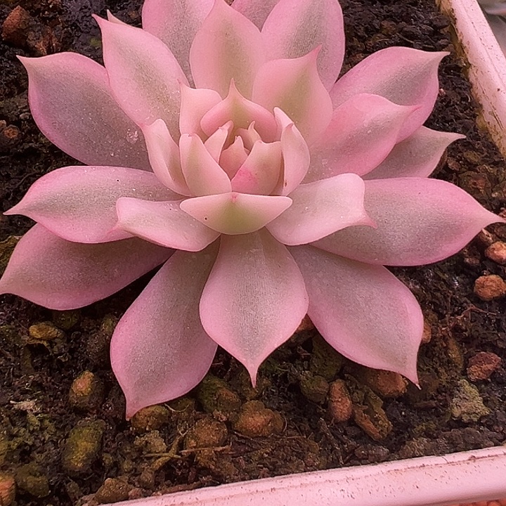 哆***a粉蝶锦小单头多肉植物