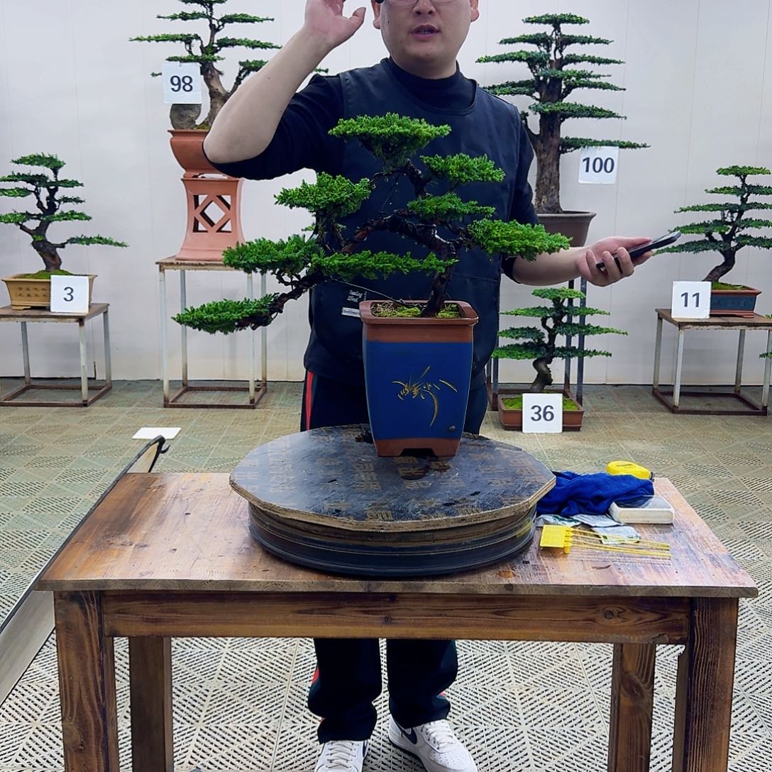 无花朵柏树造型盆景