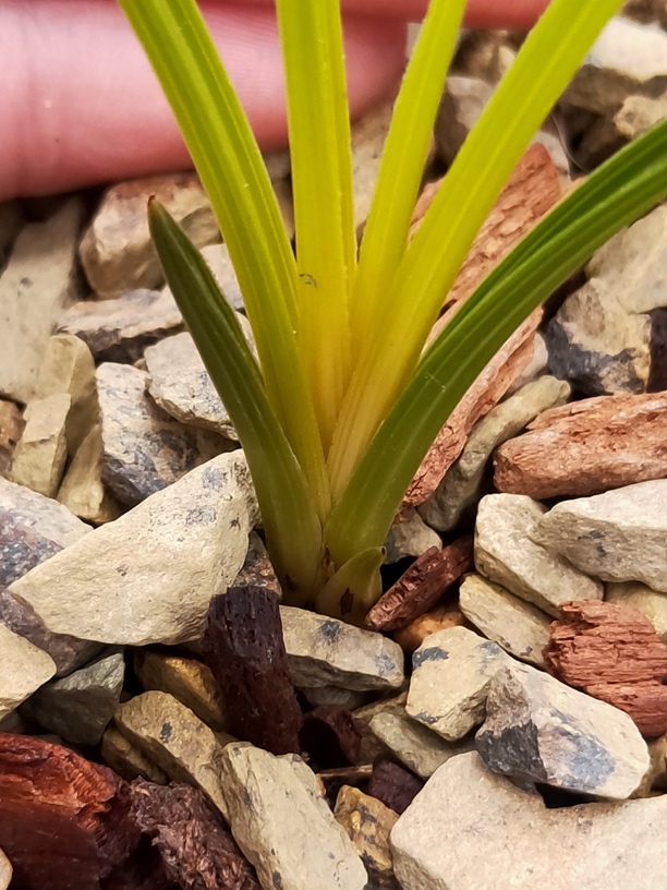 兰花花卉蕙兰兰草