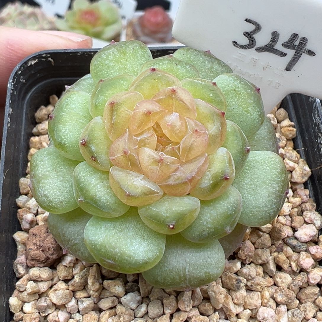 324号风花雪月系列流萤