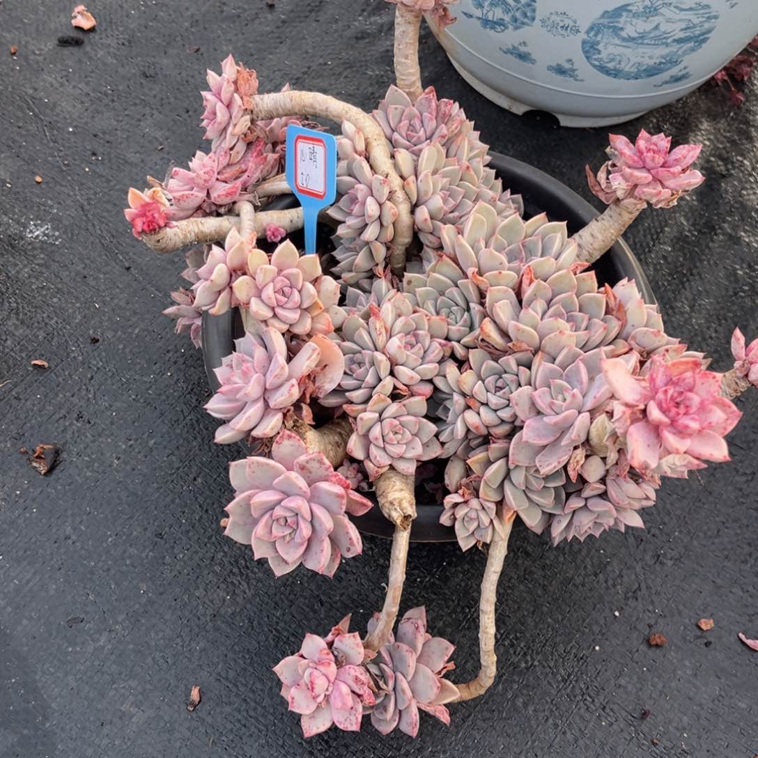 小雨多肉心晴红粉