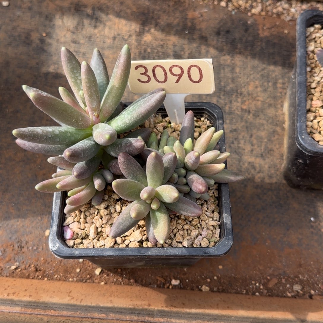 用***83090。        烟花