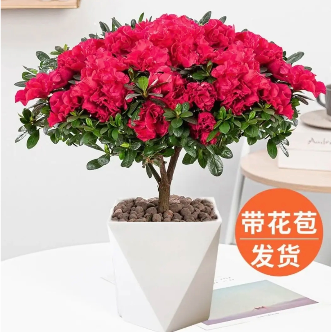 【花开富贵】杜鹃花带花苞送菱形盆四季开花庭院阳台室内花卉