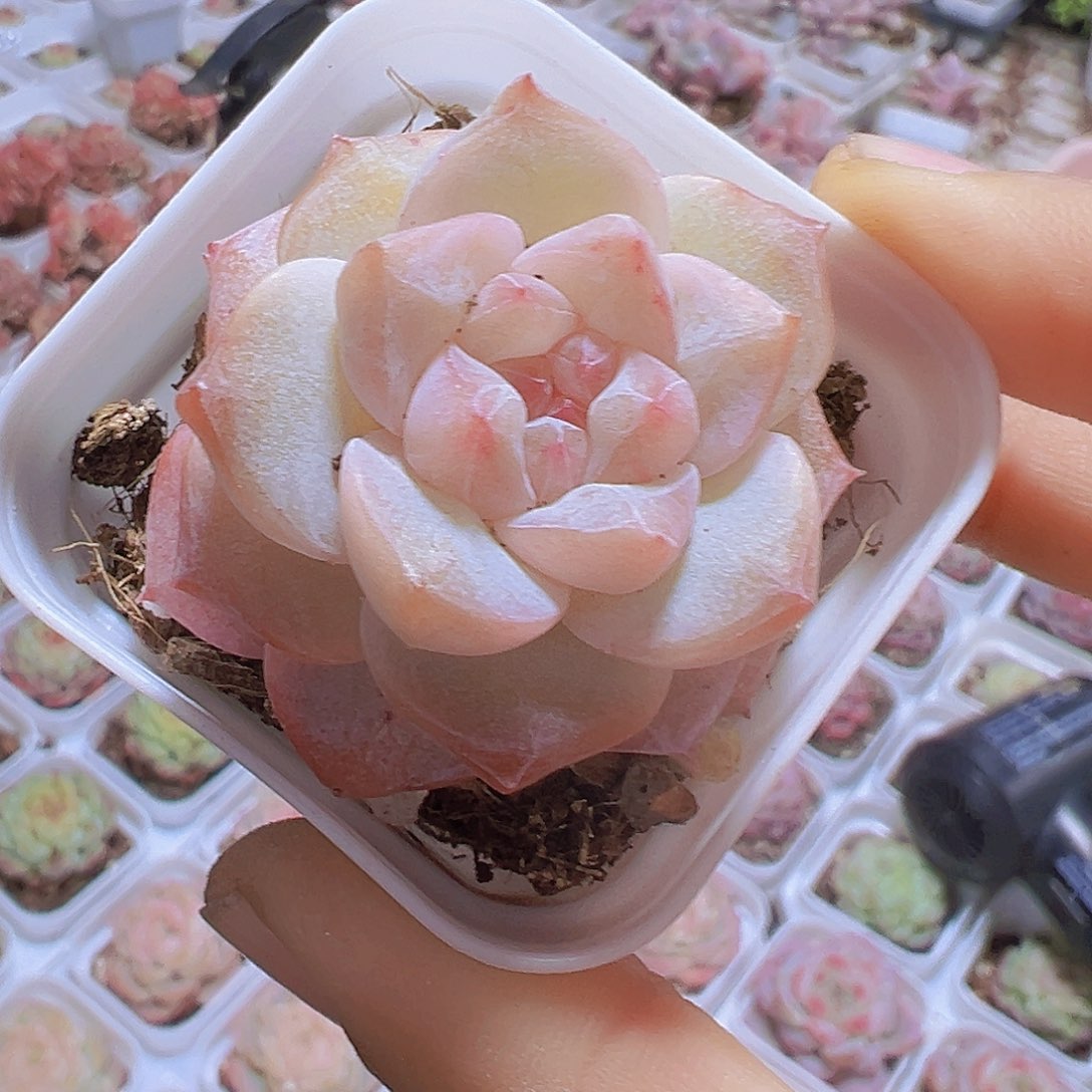 5.5盆状态冰钻19包邮