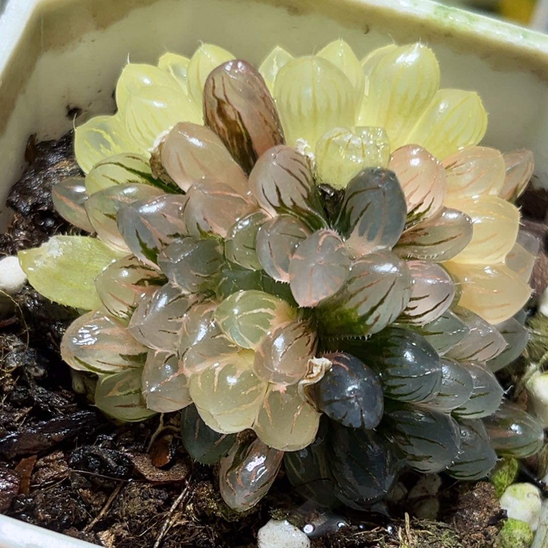 恭喜发财大吉大利0317