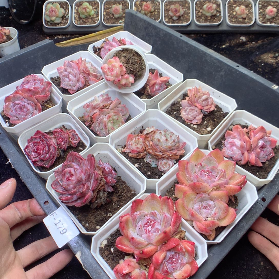 无花朵F179 uyyyyyyyy