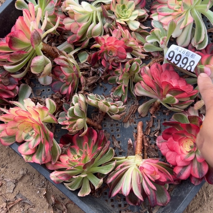 砍头云河多肉植物法师9998