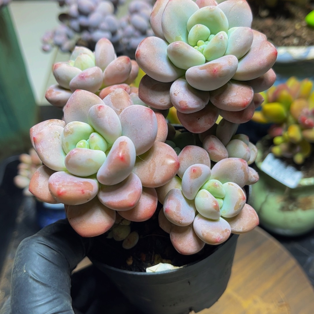 838樱花洛神12厘米多肉