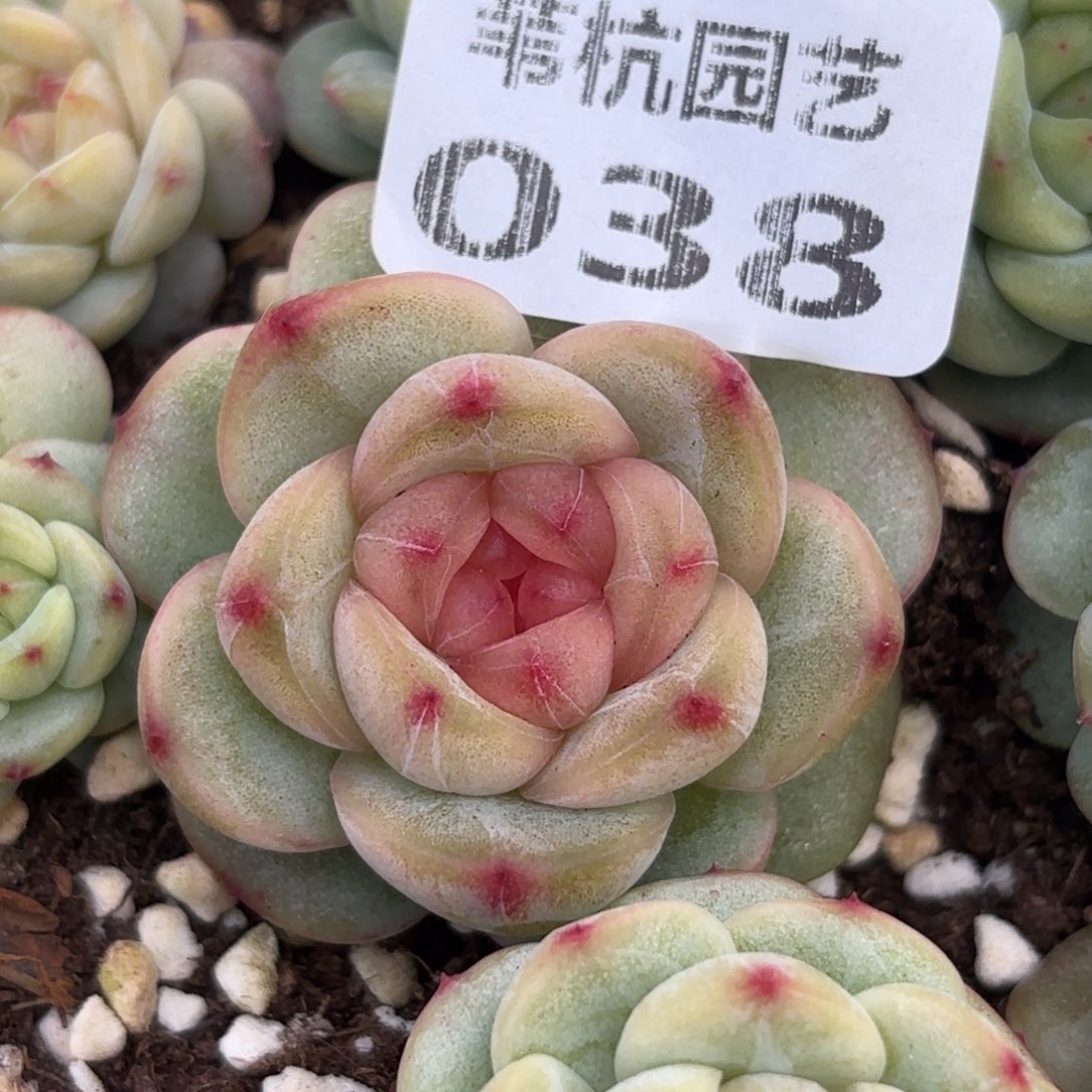 038呃啊我好喜欢这个造型