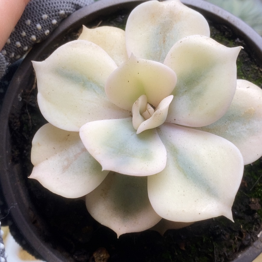 双子座锦锦锦锦锦锦锦