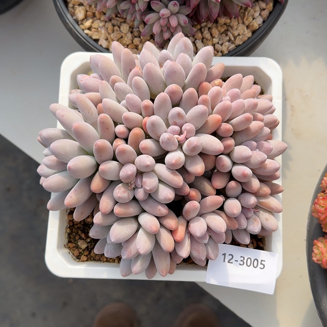 3005汤圆多肉植物