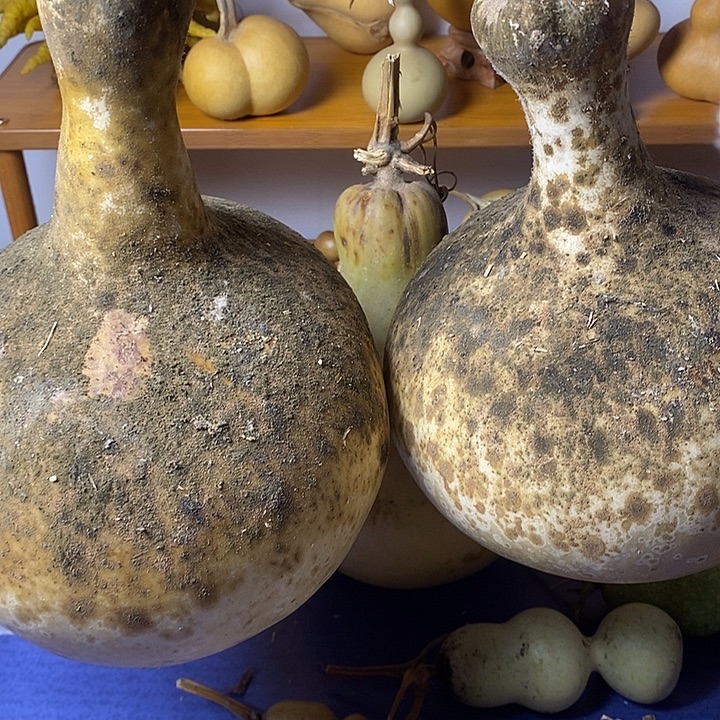 顶***上青皮葫芦手把件葫芦三肚