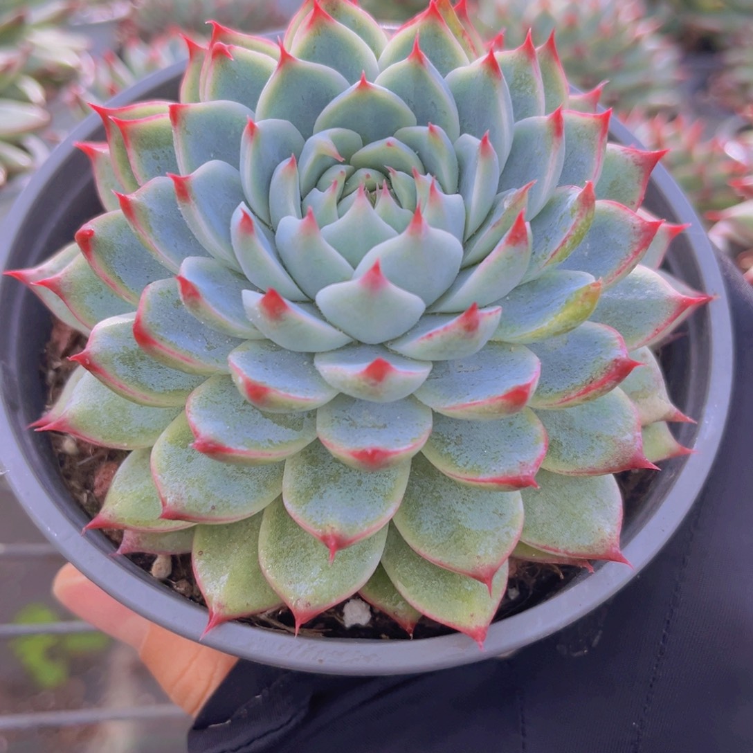 桃夭仙子11公分9999999999