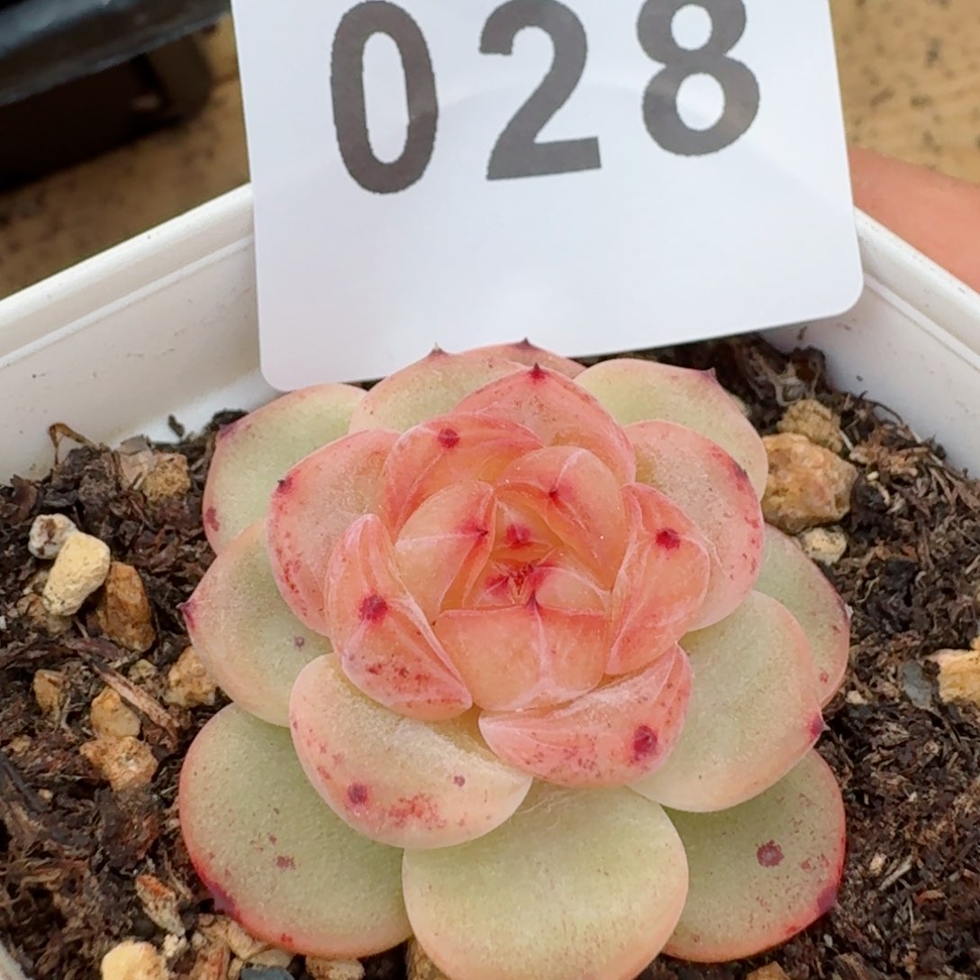 甜心       多肉植物