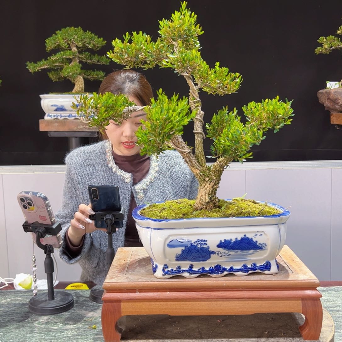 四季常青老桩黄杨盆景