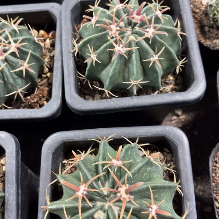 实生凌波好养皮实