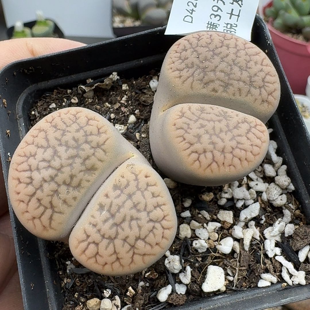 426多肉哈哈哈哈哈哈哈