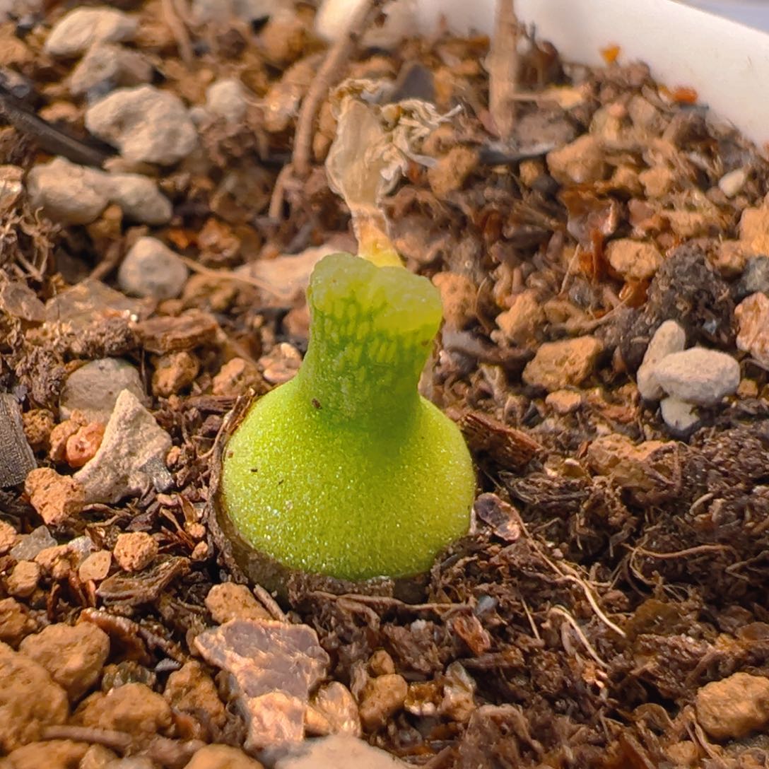 90多肉植物百科小葫芦