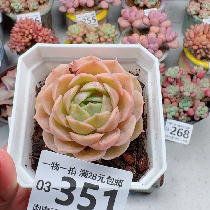 昂斯诺多肉植物多肉植物多肉